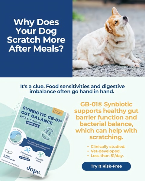 This static 4:5 ad creative identifies a common pet pain point regarding post-meal scratching and offers a specific gut-health supplement solution.